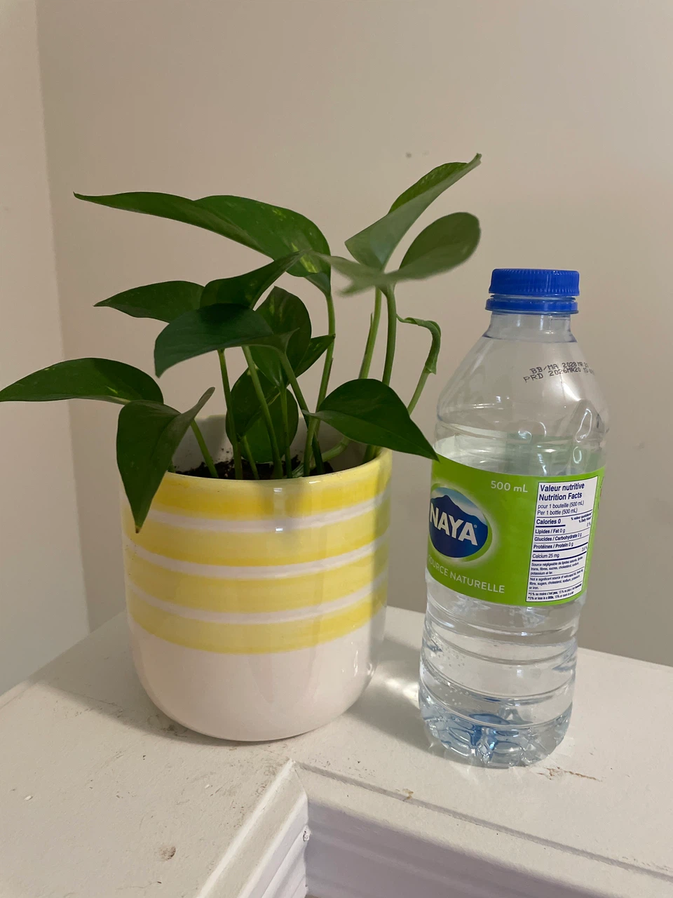 Pothos Plant in Yellow Striped Pot - photo 2