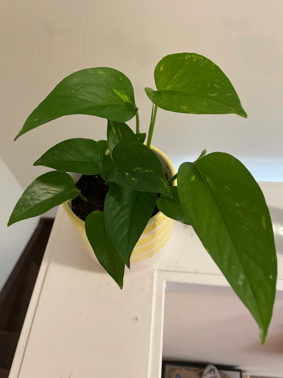 Pothos Plant in Yellow Striped Pot - photo 3