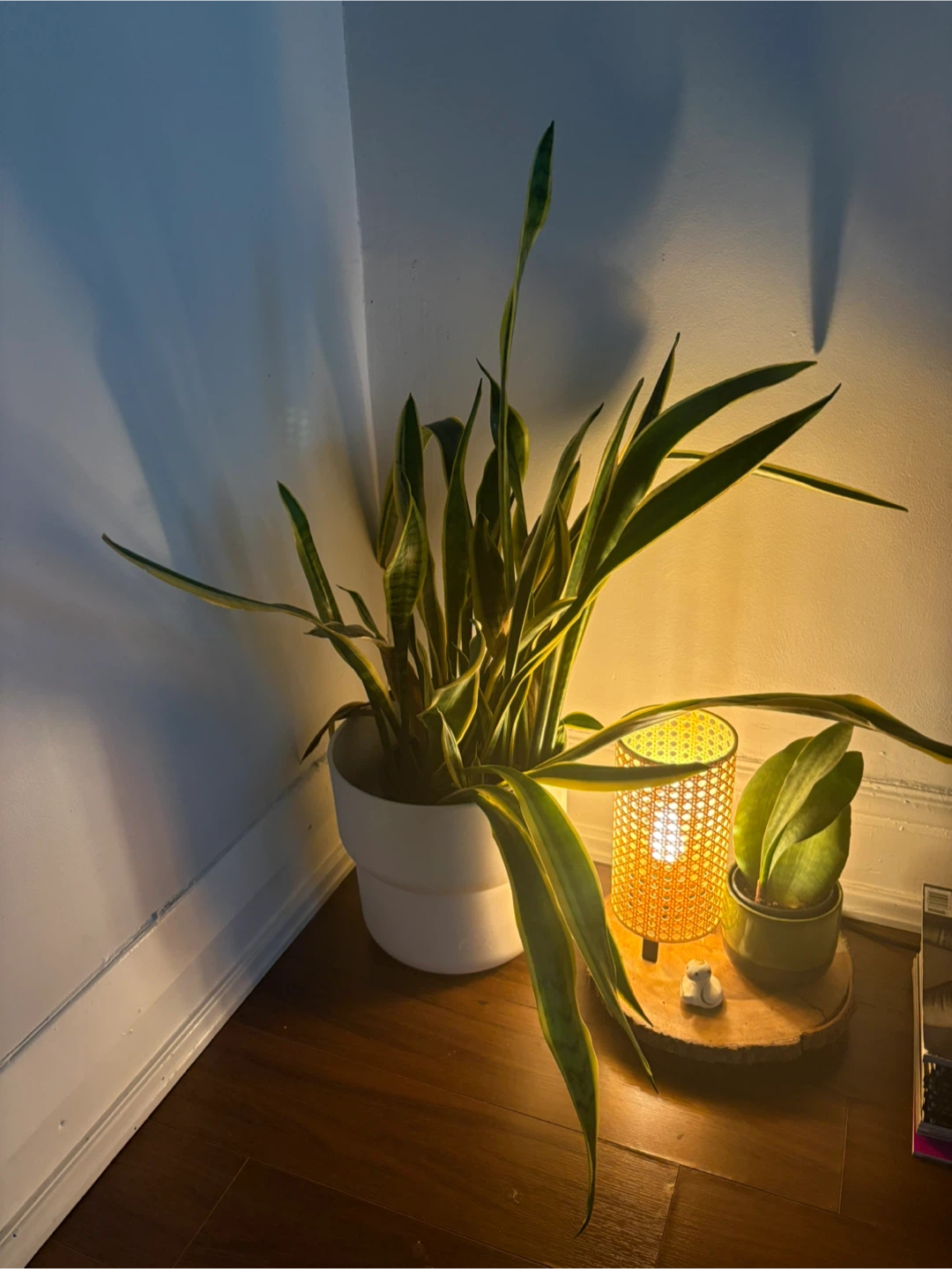 Snake Plant in White Pot