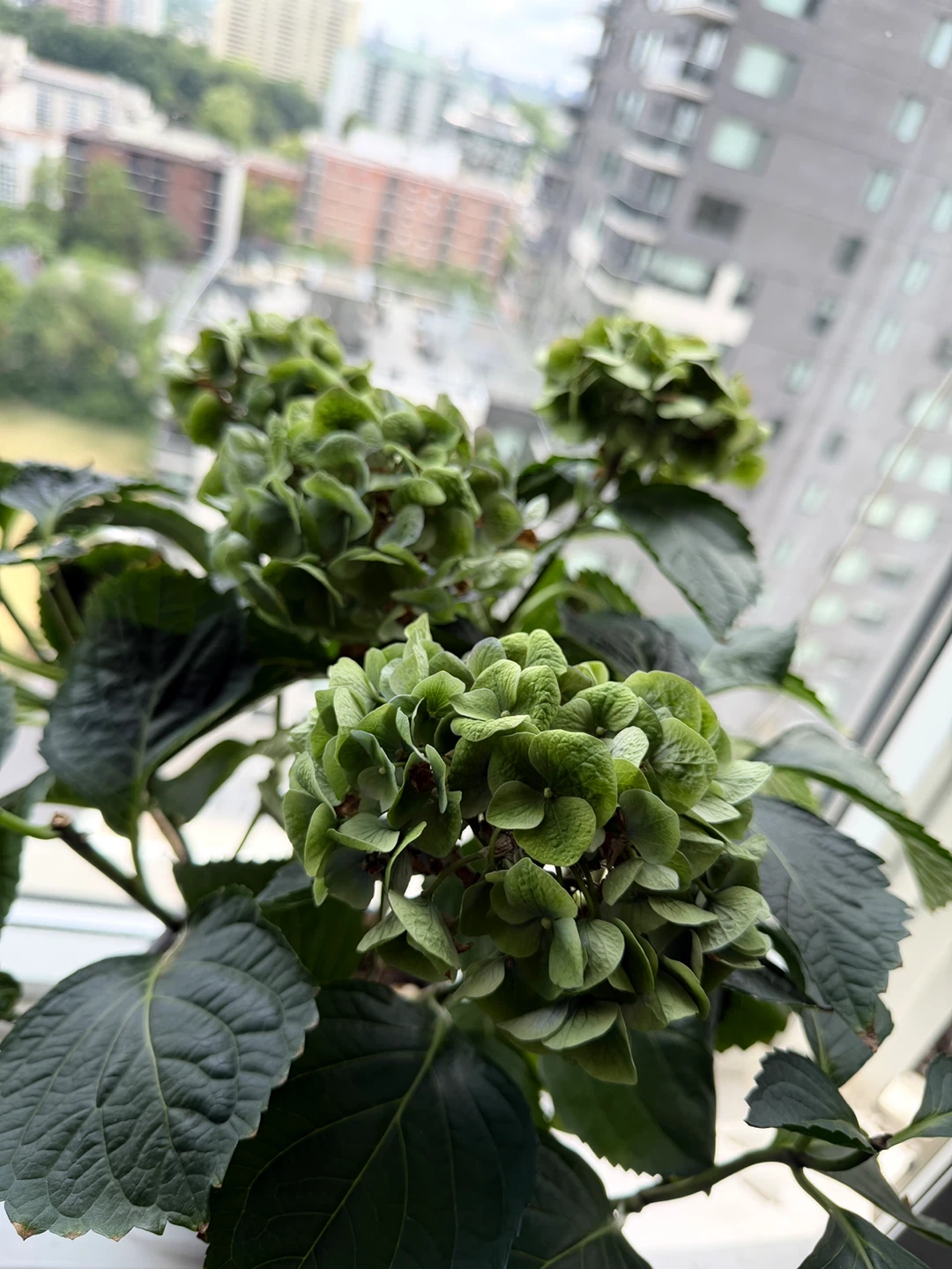 Green Hydrangea Plant
