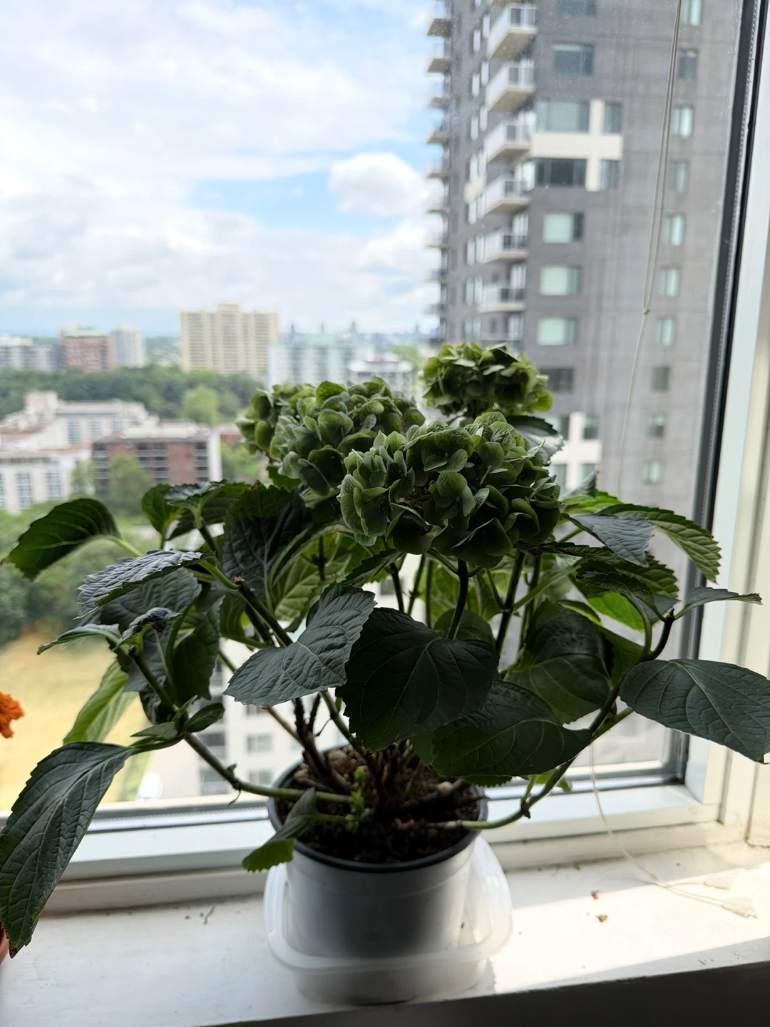 Green Hydrangea Plant - photo 2