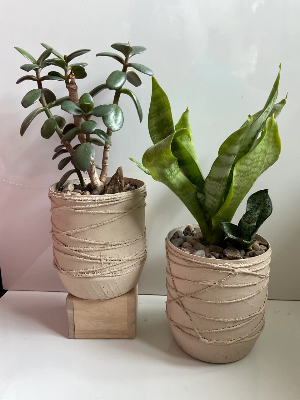 Potted Plants: Jade and Snake Plant