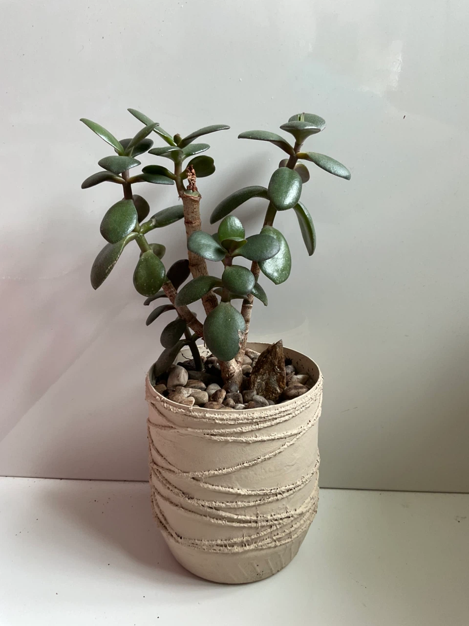 Potted Plants: Jade and Snake Plant - photo 2