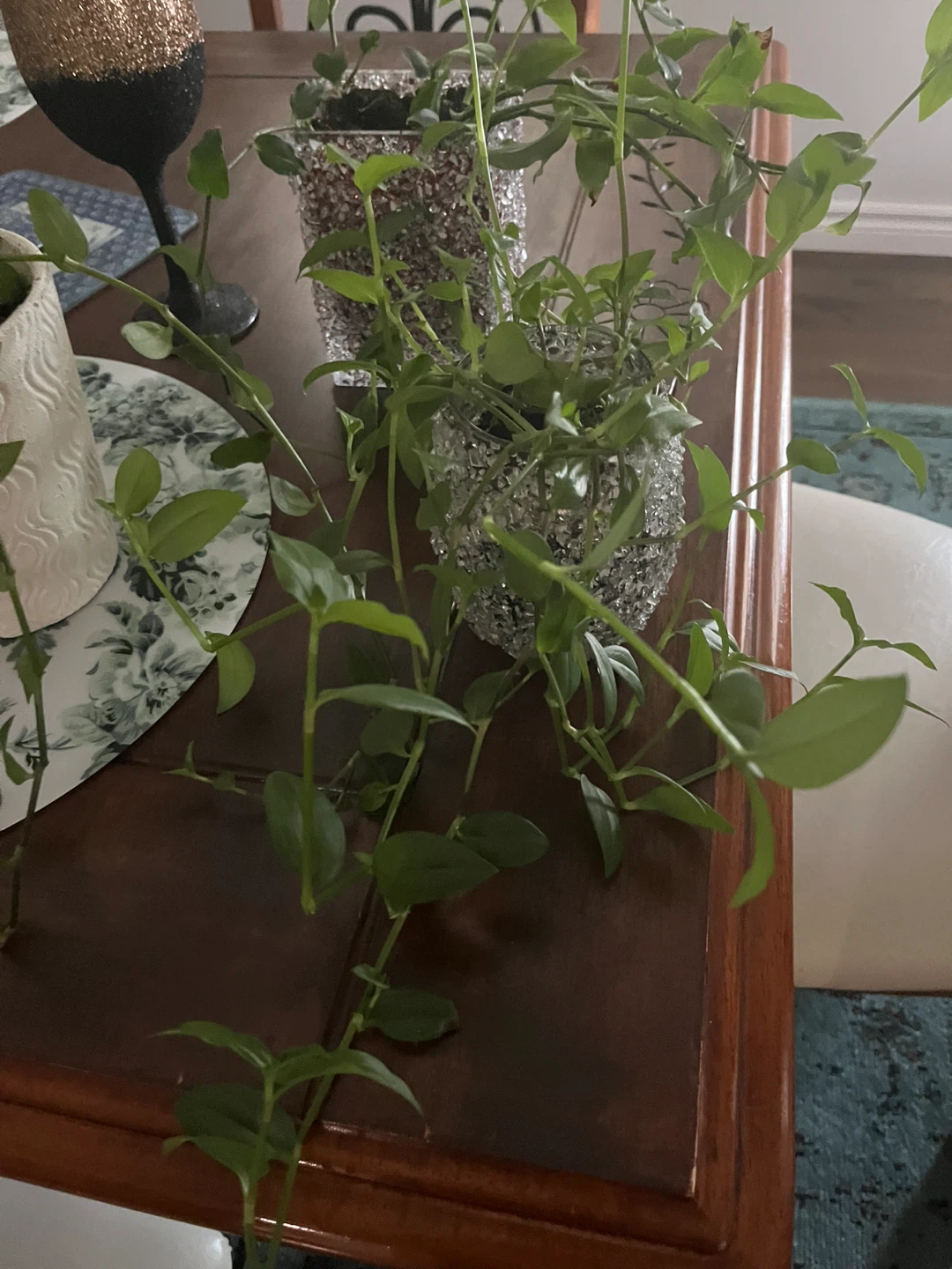 Houseplants in decorative pots $5 each - photo 2