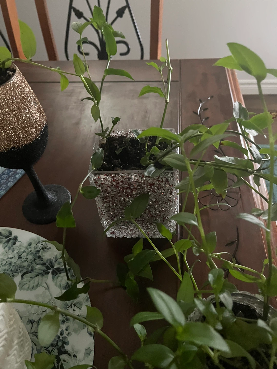 Houseplants in decorative pots $5 each - photo 5