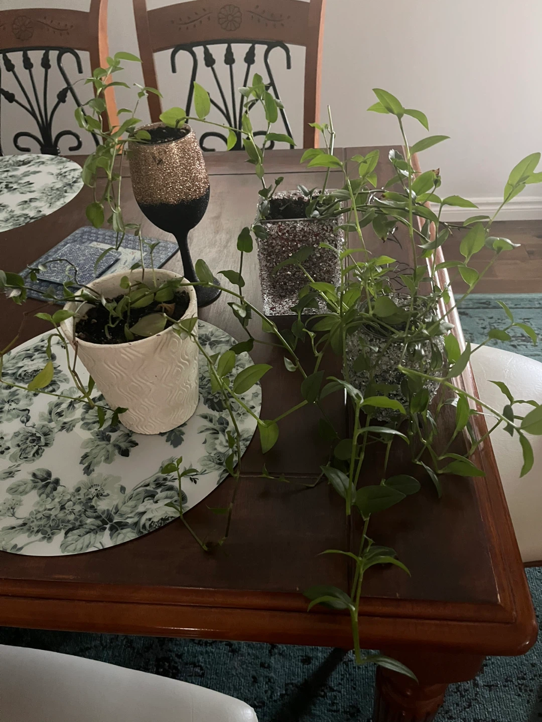 Houseplants in decorative pots $5 each