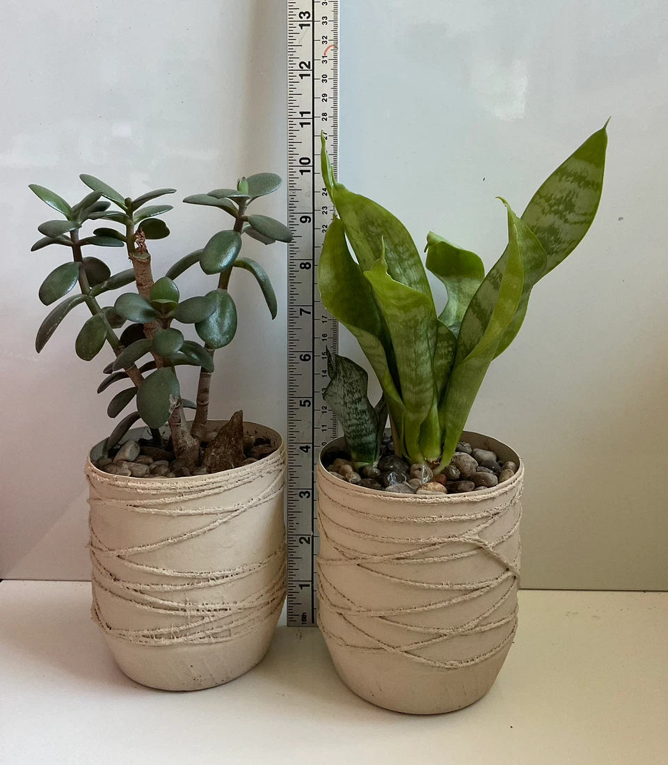 Potted Plants: Jade and Snake Plant - photo 4