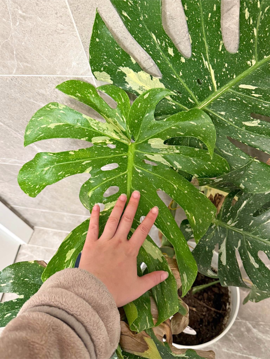 Variegated Monstera Albo Plant - photo 2