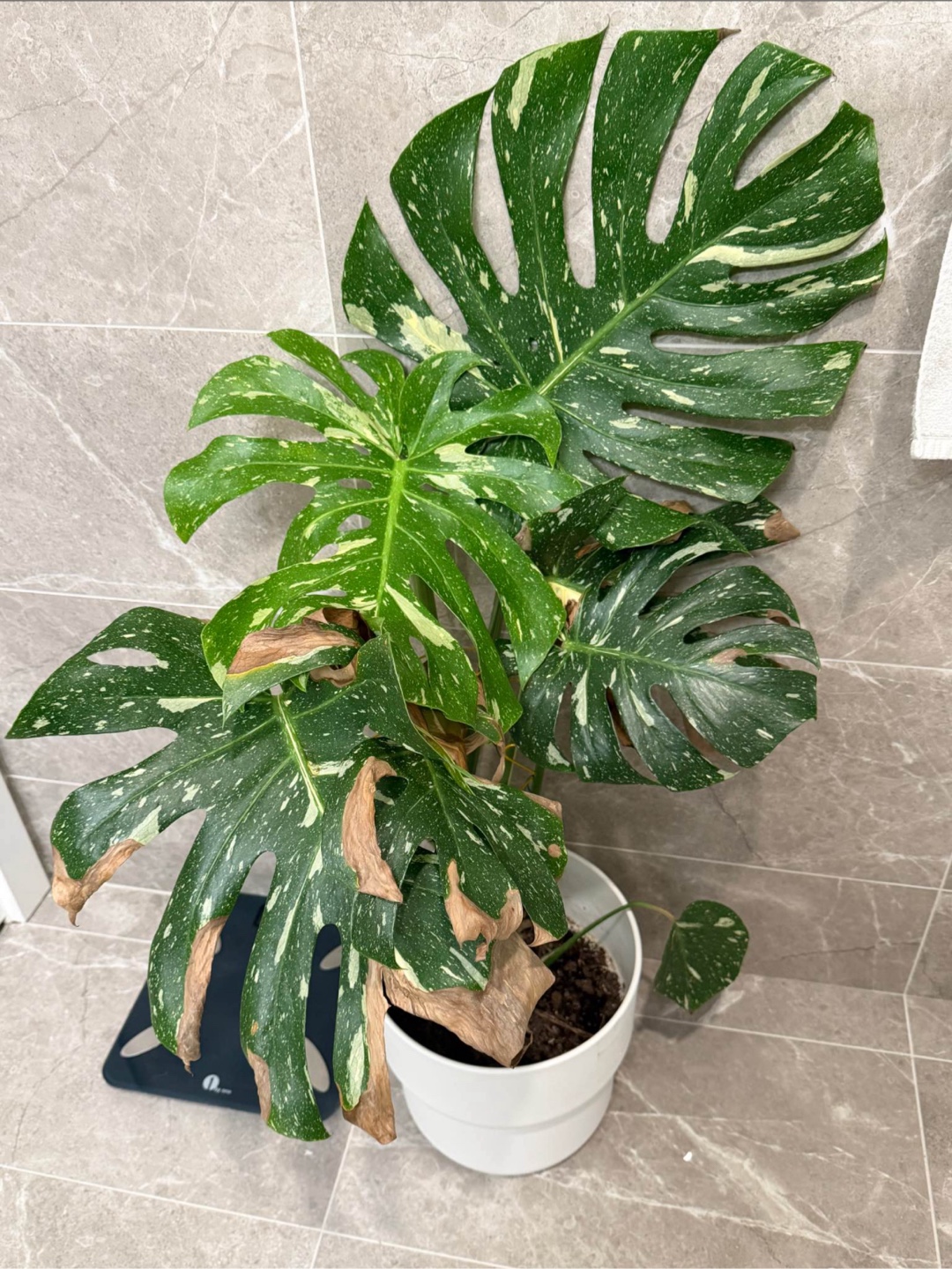 Variegated Monstera Albo Plant