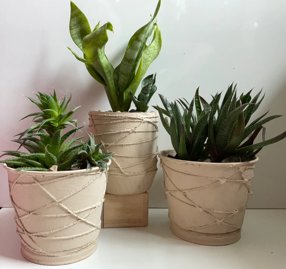 Potted Snake Plant, Haworthia, and Gasteria Succulents