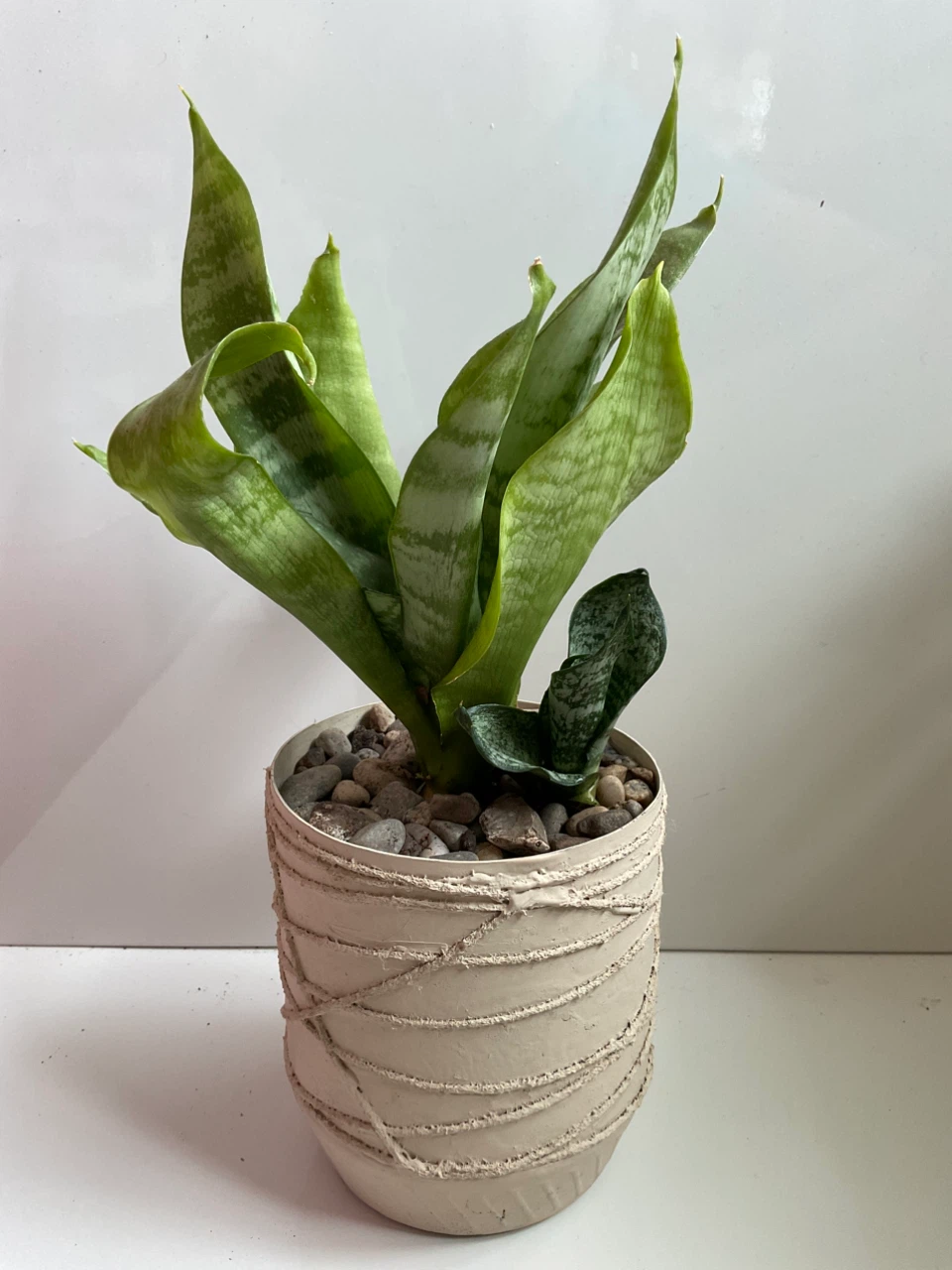 Potted Snake Plant, Haworthia, and Gasteria Succulents - photo 2