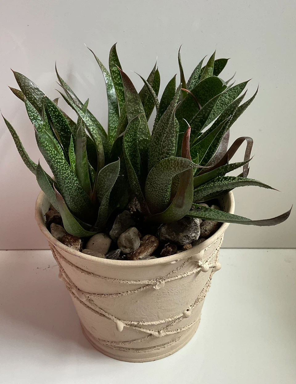 Potted Snake Plant, Haworthia, and Gasteria Succulents - photo 3