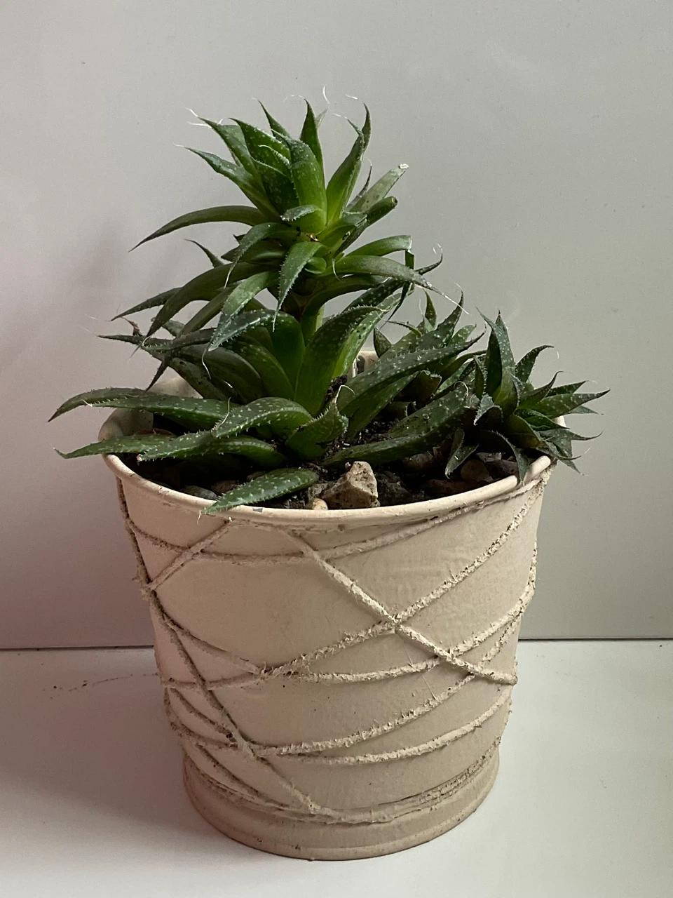 Potted Snake Plant, Haworthia, and Gasteria Succulents - photo 4