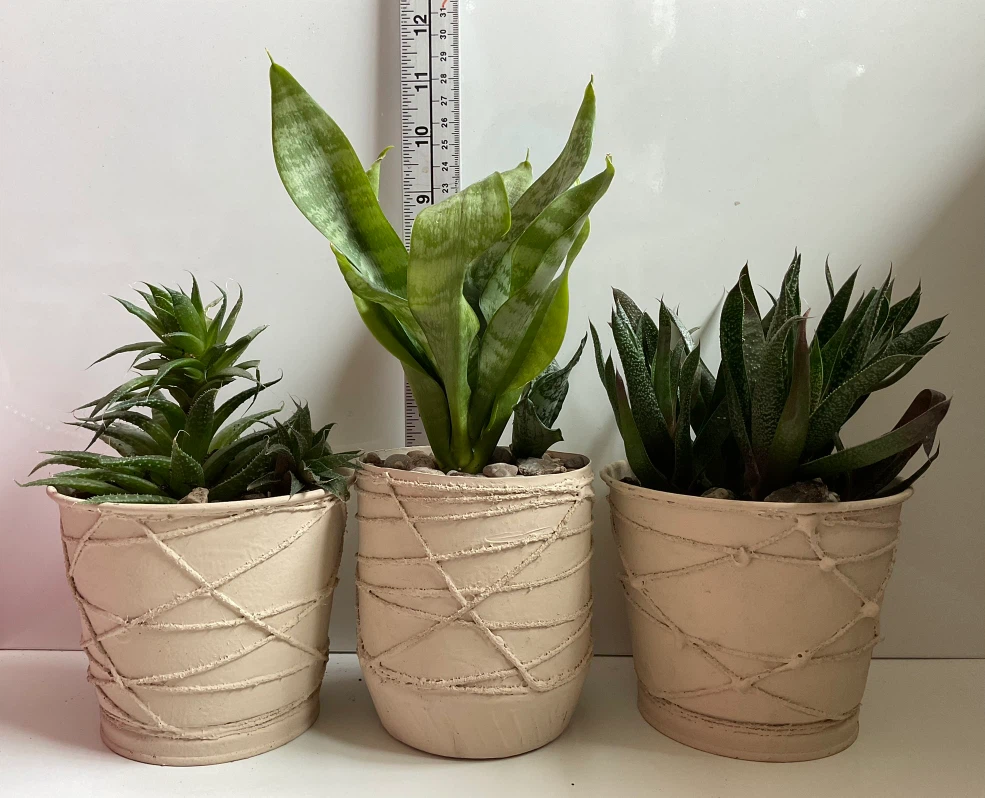 Potted Snake Plant, Haworthia, and Gasteria Succulents - photo 5