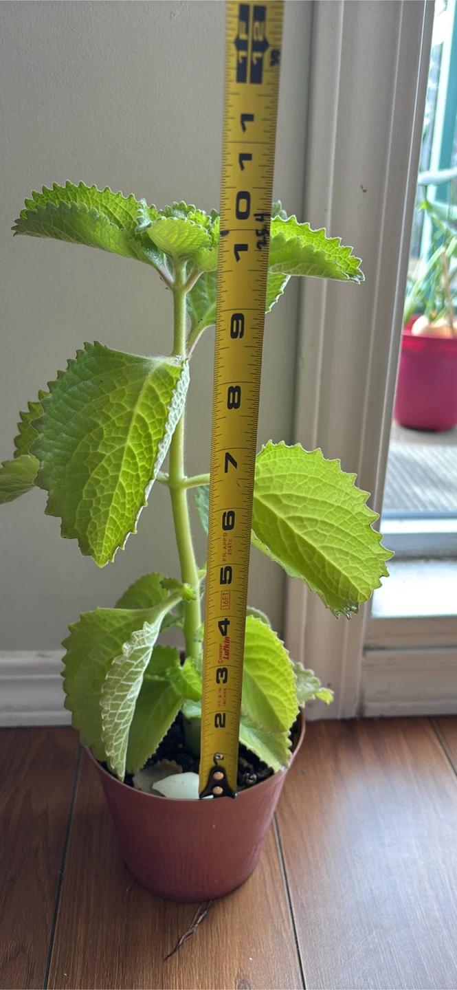 Oregano