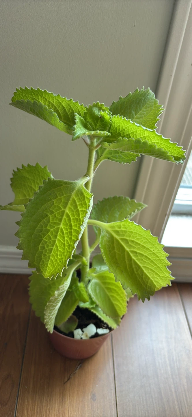 Oregano - photo 2