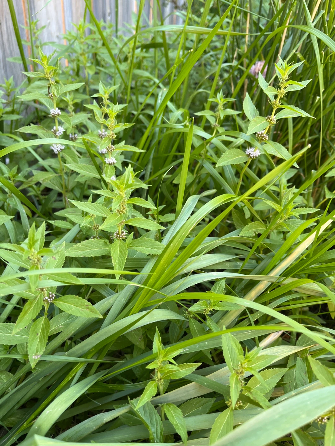 Mint and Sweetgrass plants
