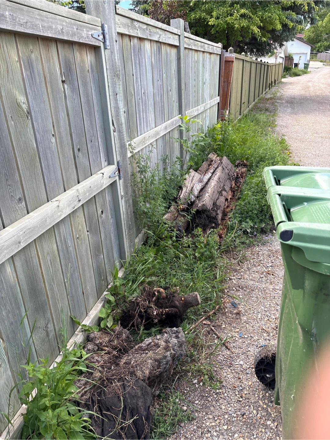 Large Tree Stump and Roots
