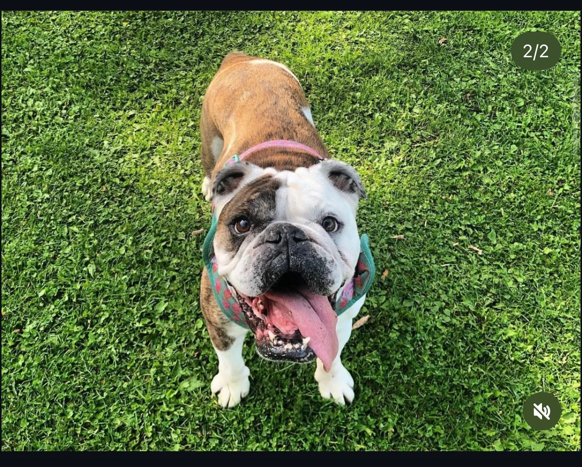 Custom Pet Portraits - photo 2