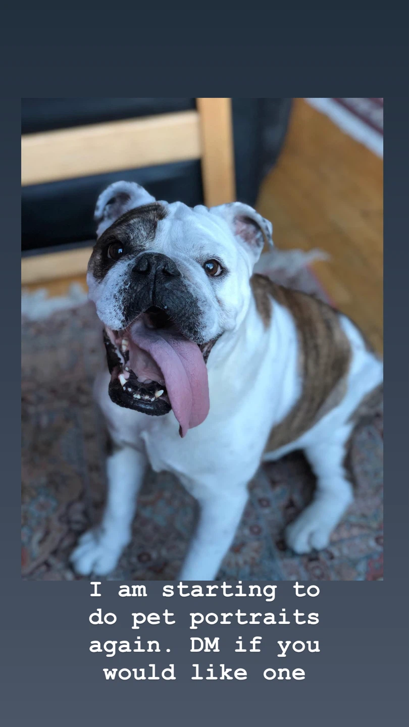 Custom Pet Portraits - photo 5