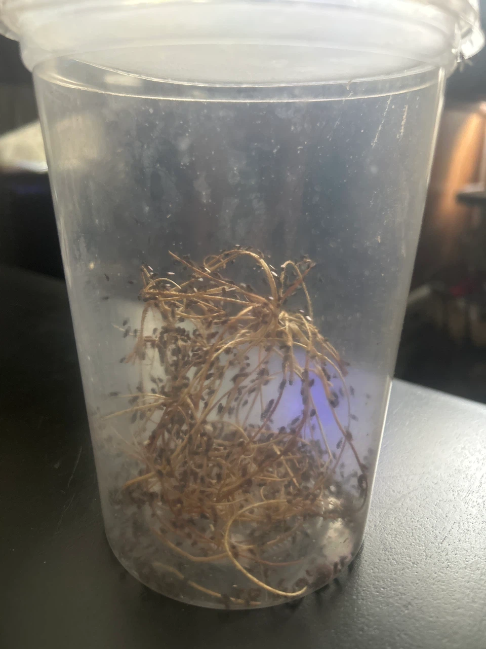 Container of flightless fruit flies for replenishing