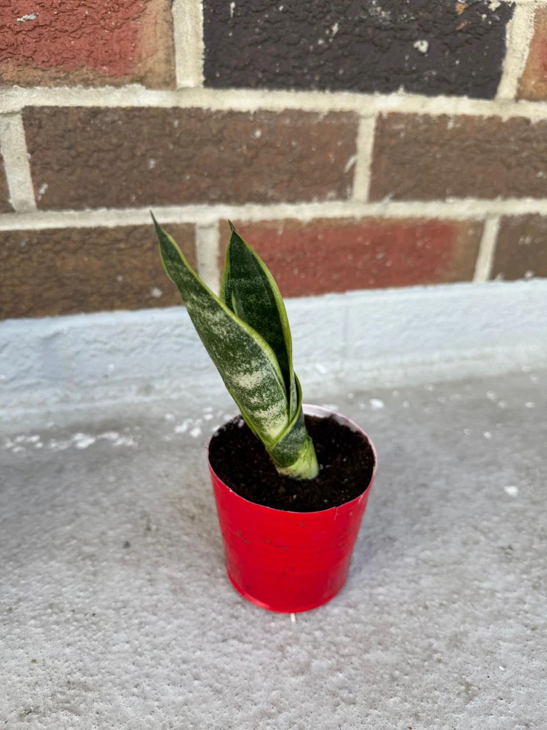 Snake Plant (Sansevieria) Small Potted
