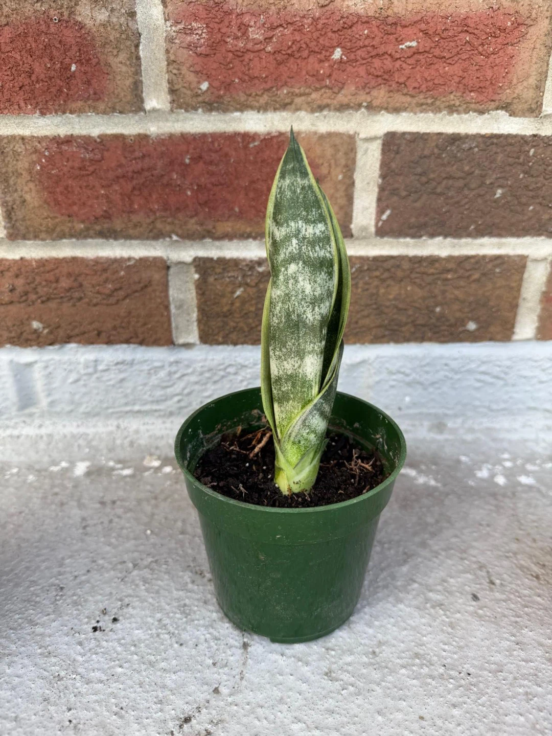 Snake Plant (Sansevieria) Small Potted - photo 2