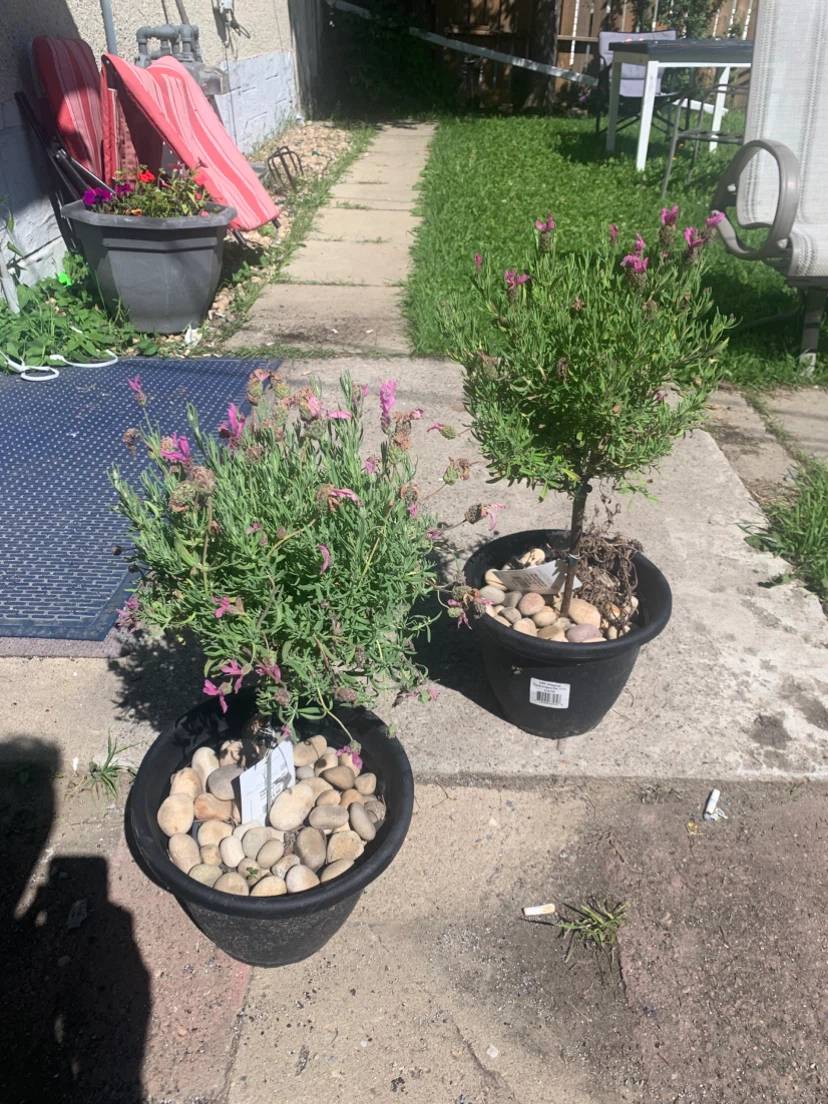 Lavender Plants in Black Pots
