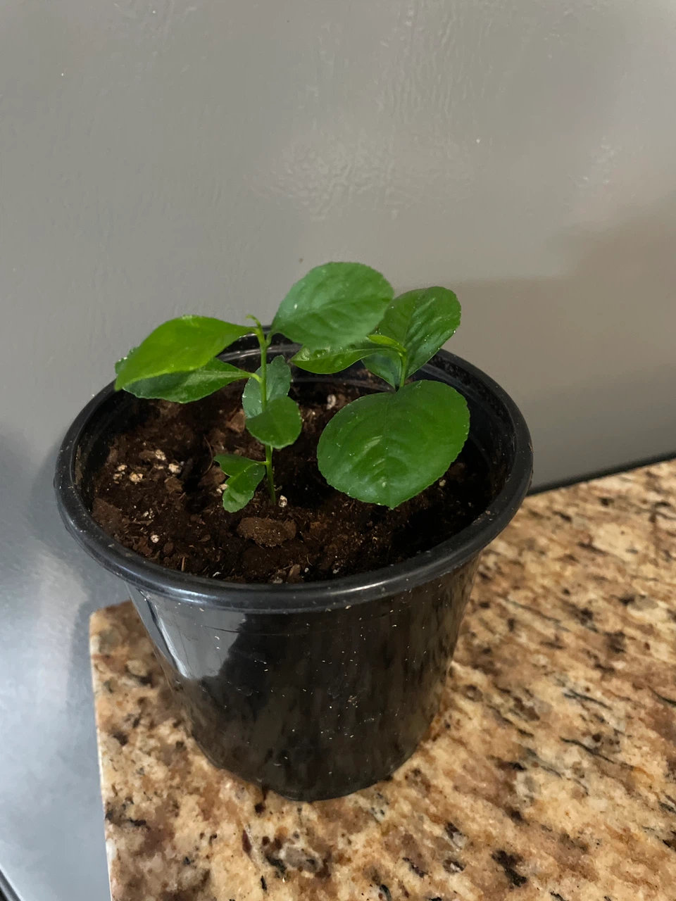 Lemon Tree Seedling