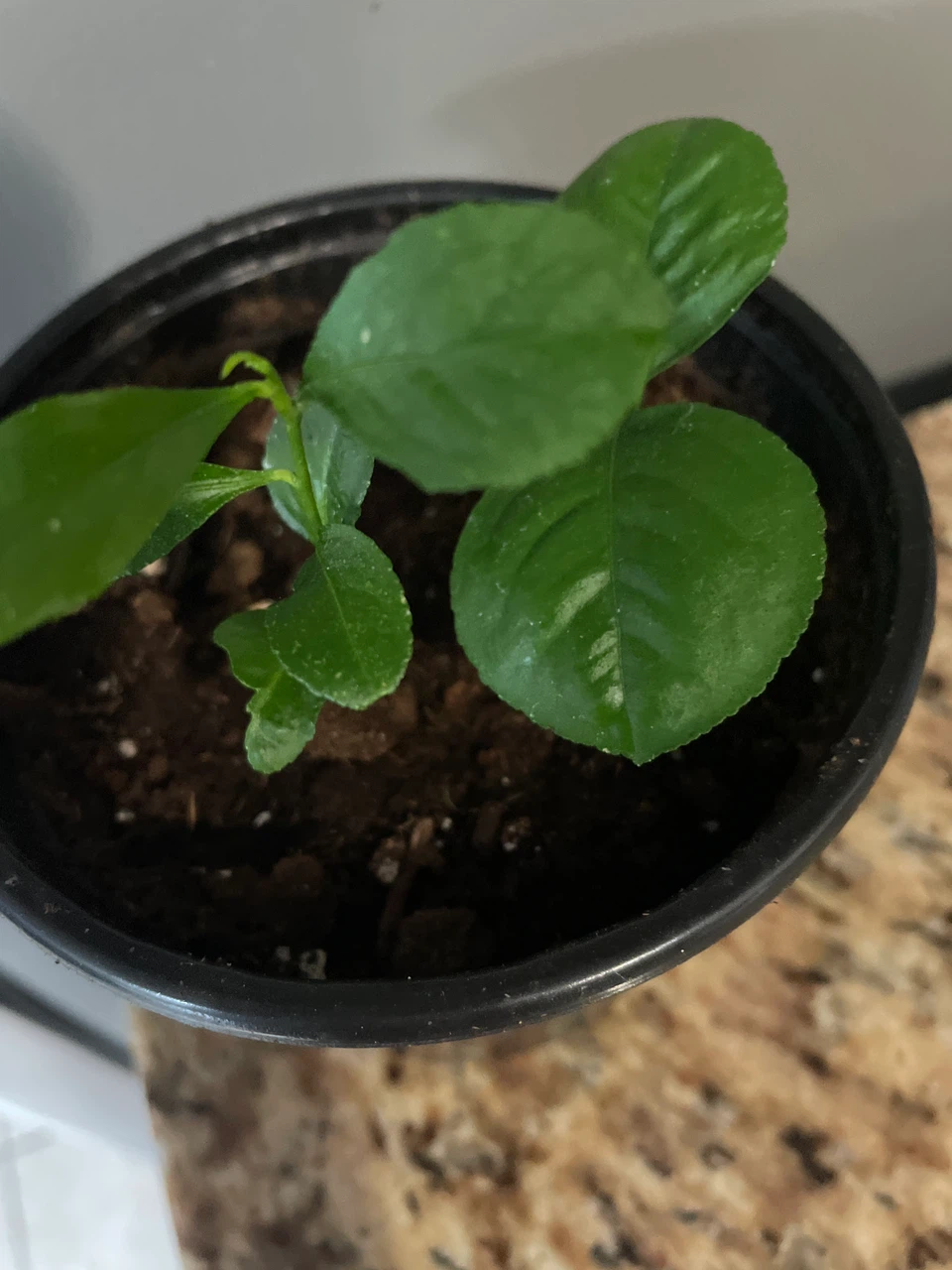 Lemon Tree Seedling - photo 2