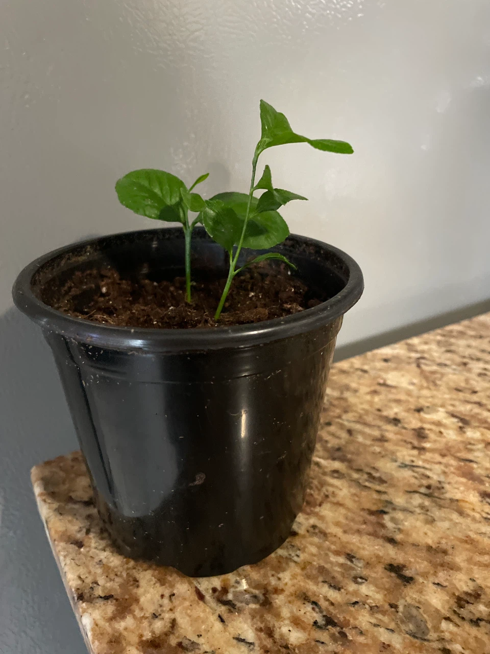 Lemon Tree Seedling - photo 3