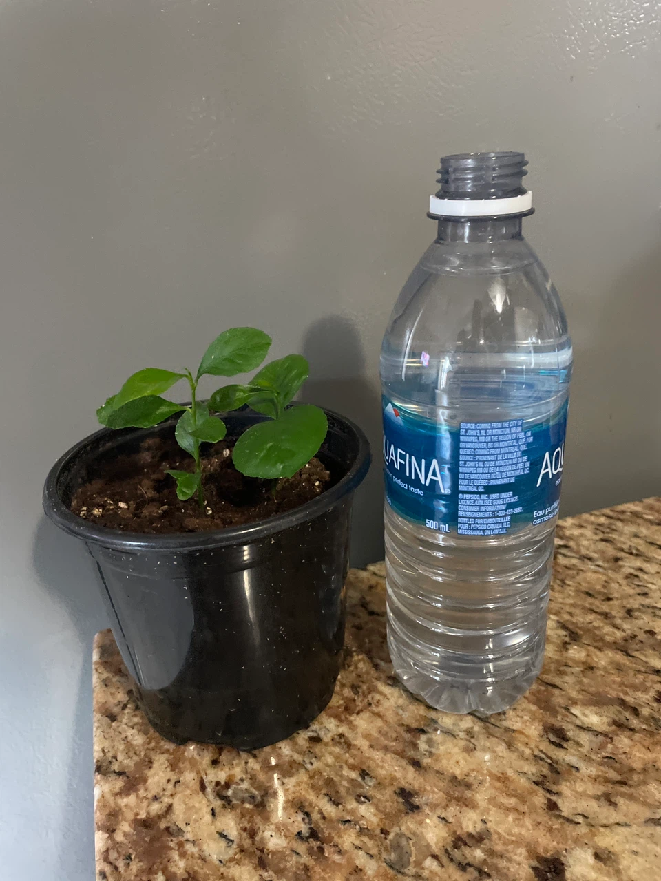 Lemon Tree Seedling - photo 4