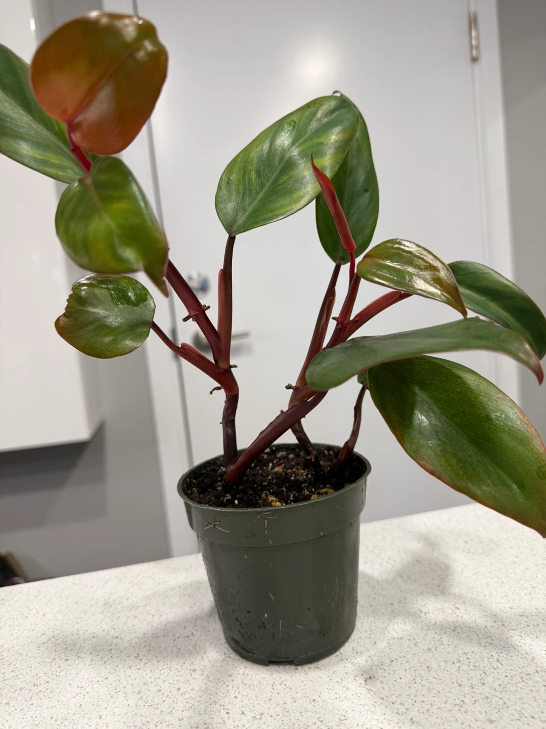 Philodendron Strawberry Shake Plant Cutting - photo 2