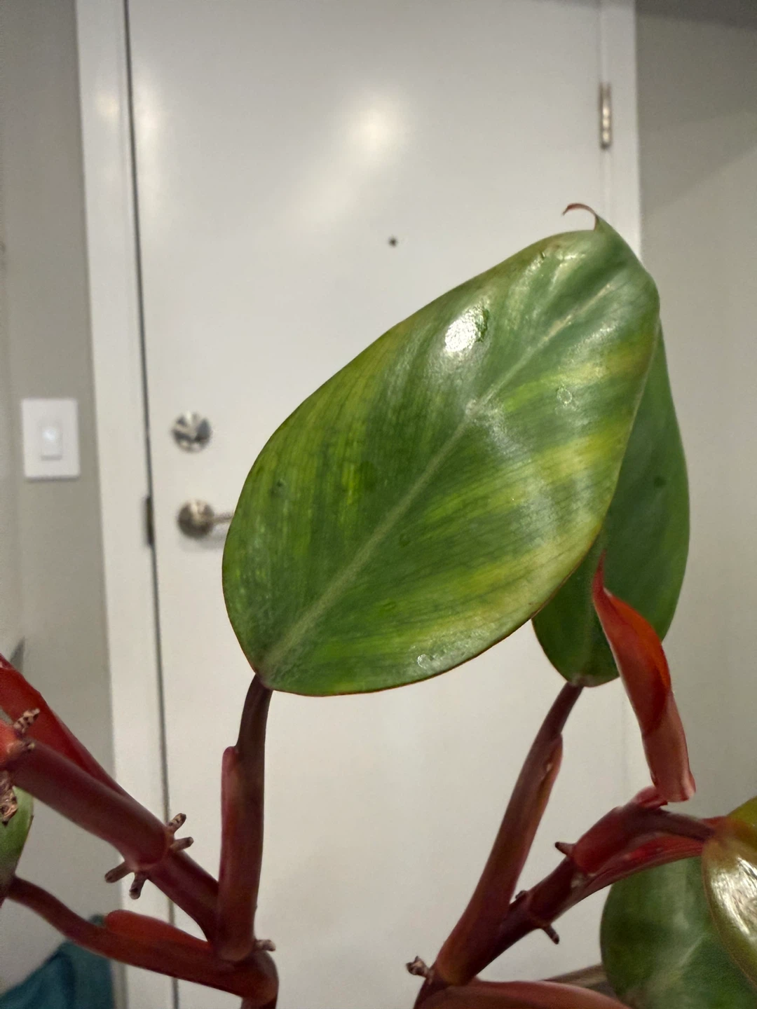 Philodendron Strawberry Shake Plant Cutting - photo 3