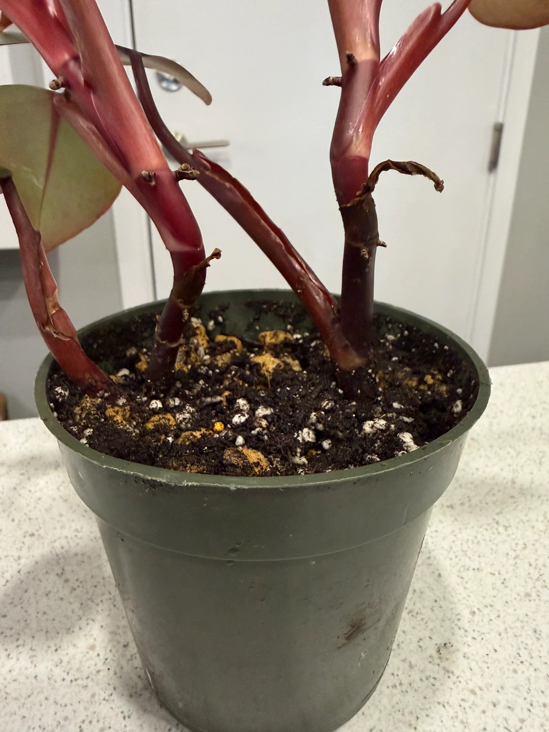 Philodendron Strawberry Shake Plant Cutting - photo 4