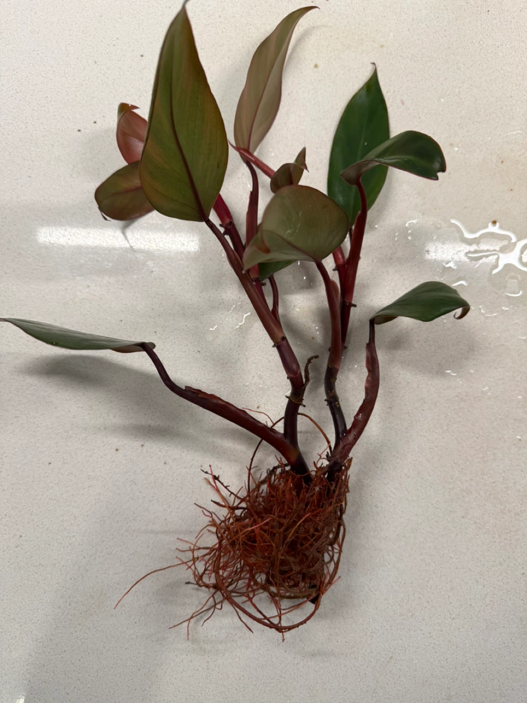 Philodendron Strawberry Shake Plant Cutting