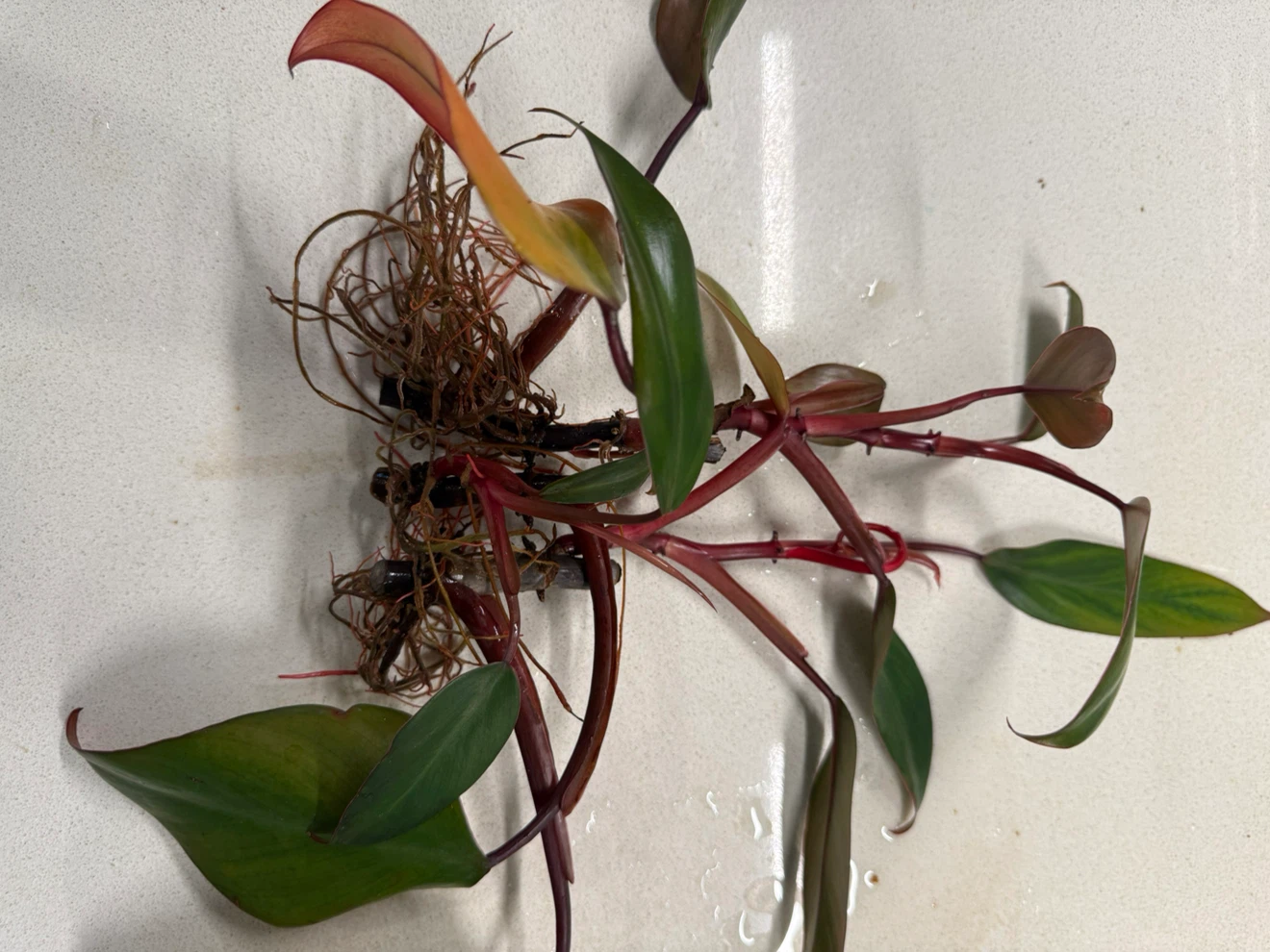Philodendron Pink Princess Plant - photo 4