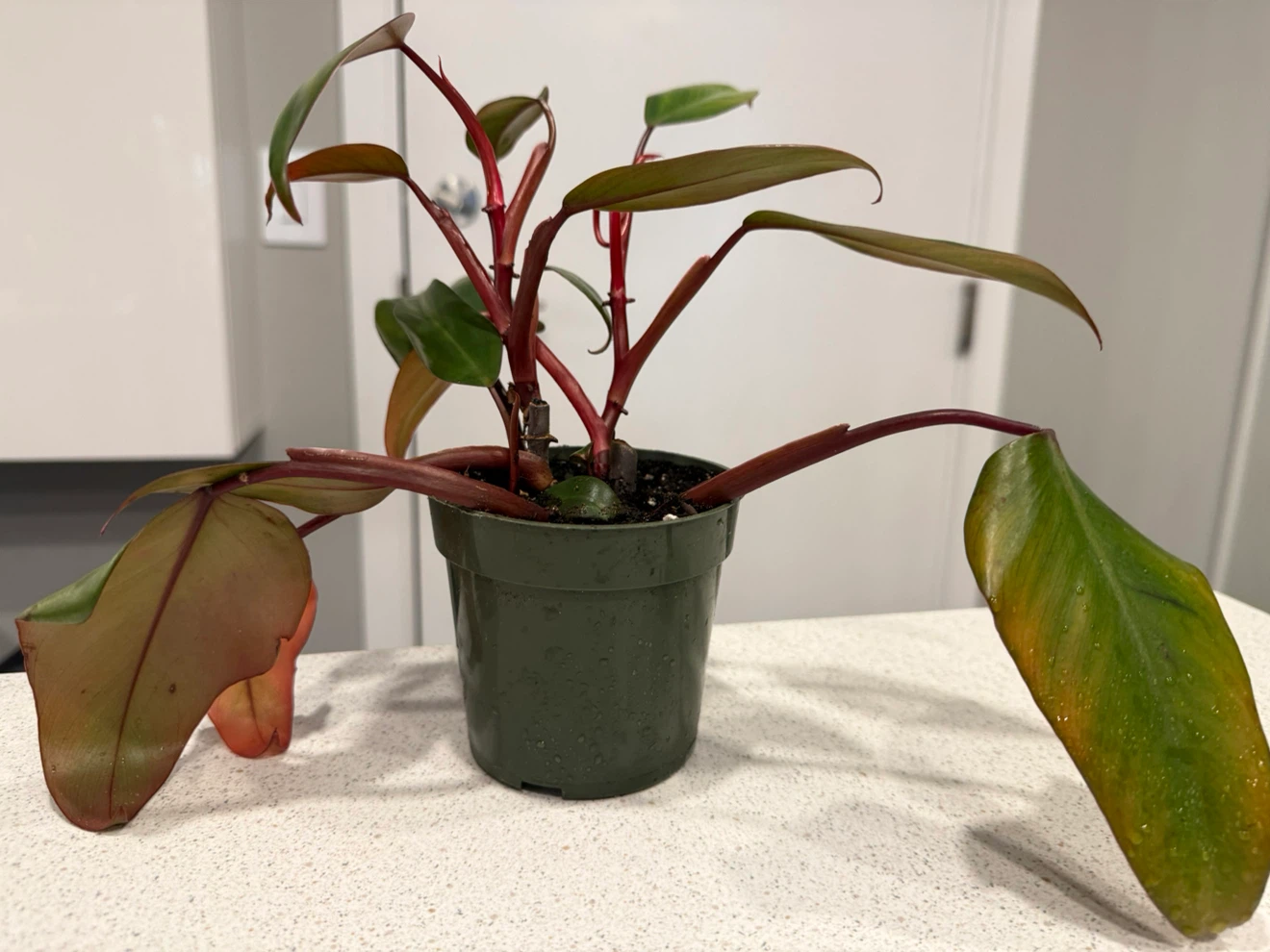 Philodendron Pink Princess Plant