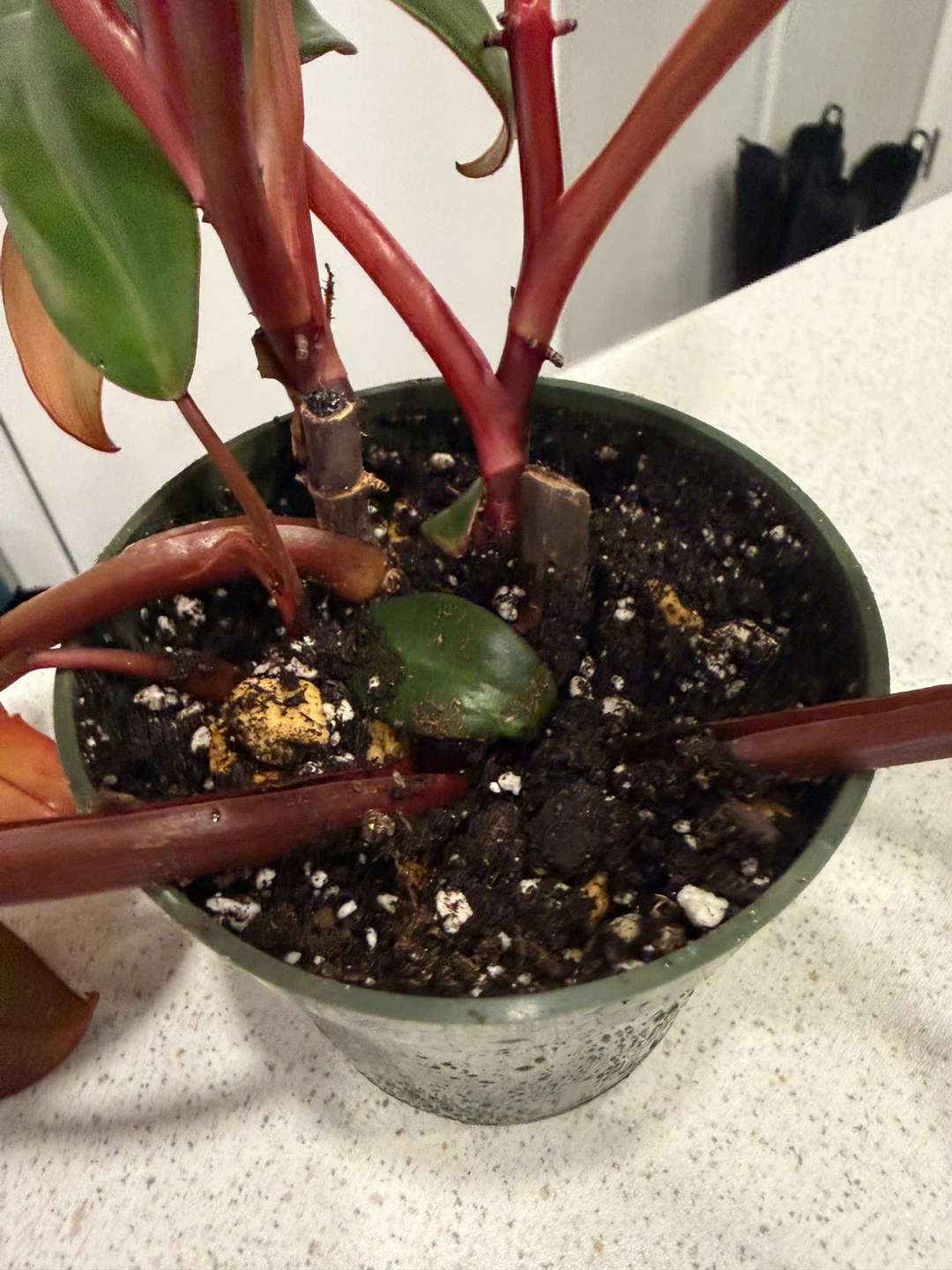 Philodendron Pink Princess Plant - photo 2