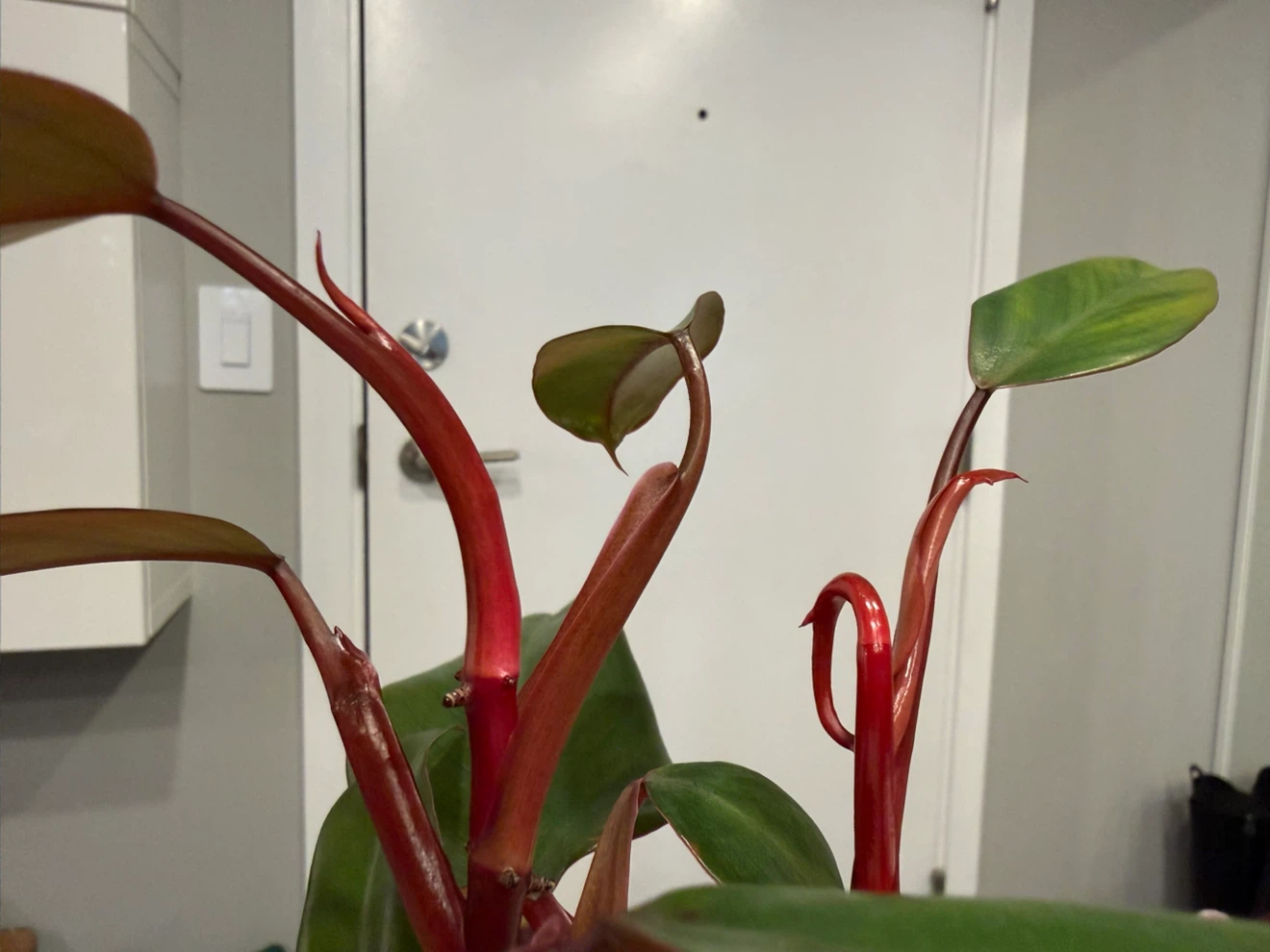 Philodendron Pink Princess Plant - photo 3