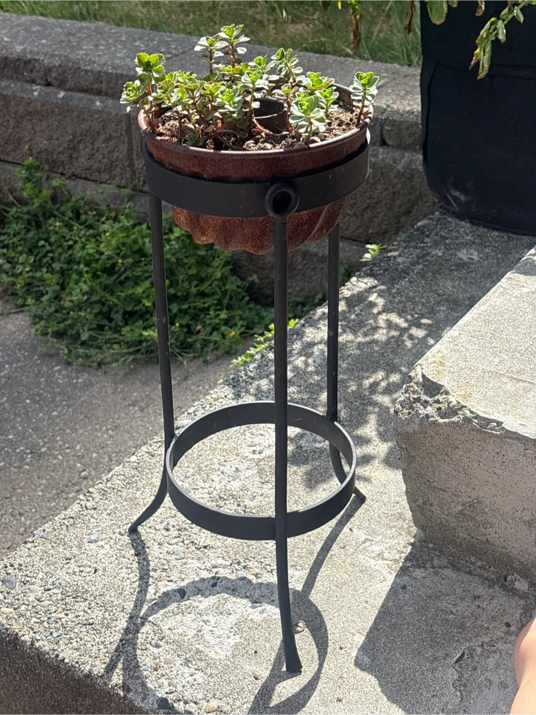 Plant Stand with Pot and Succulents