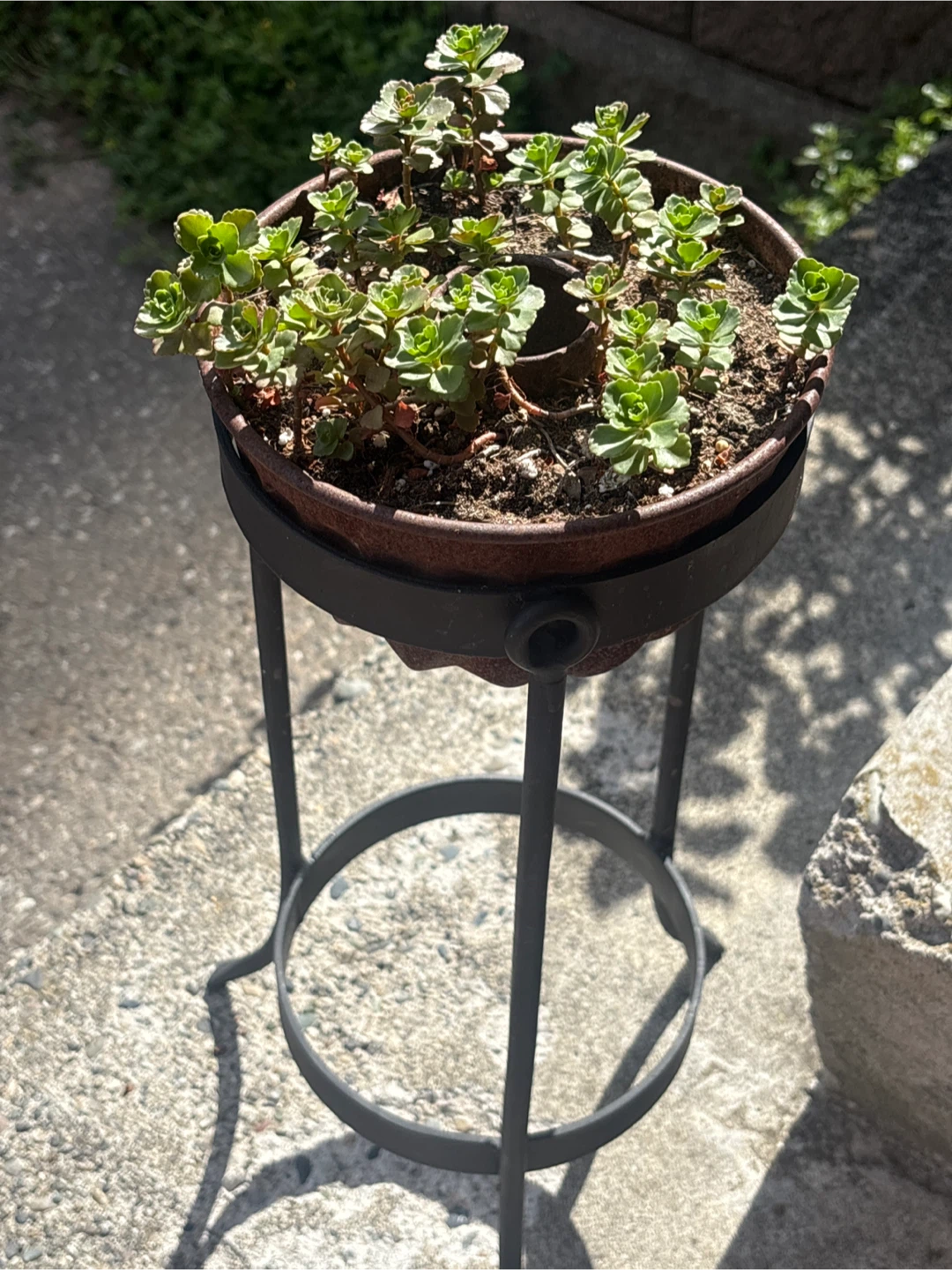 Plant Stand with Pot and Succulents - photo 2