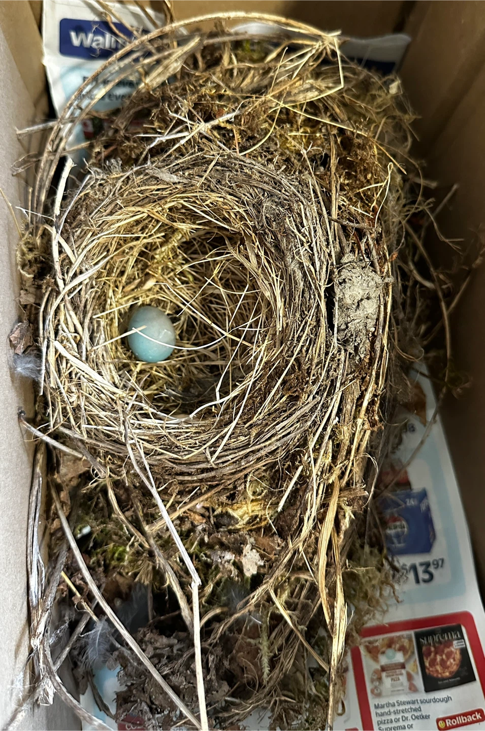 Abandoned Nest and Egg…