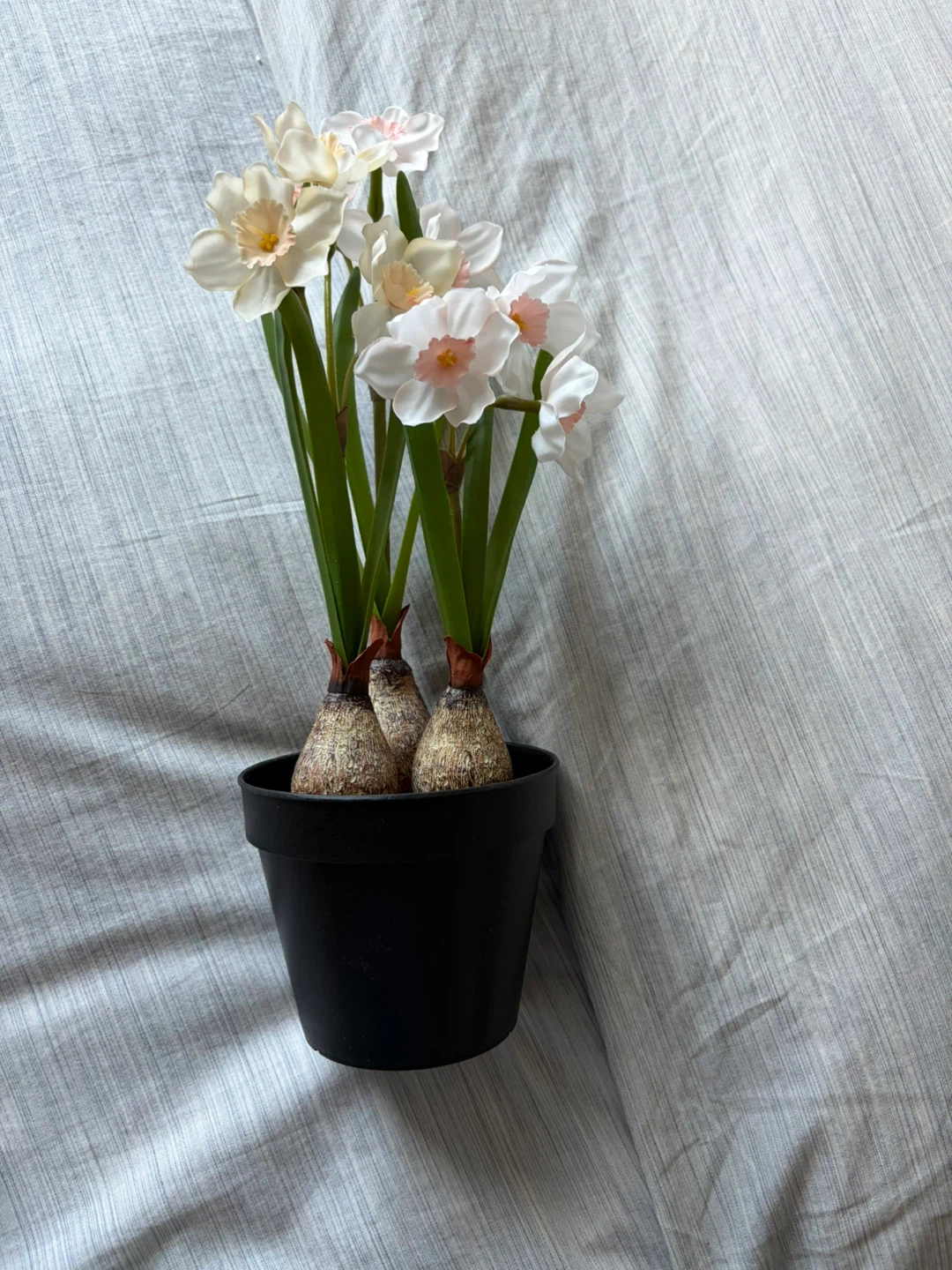 Artificial Daffodils in Black Pot