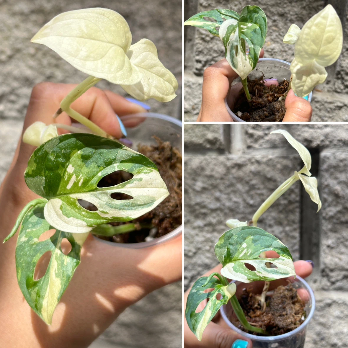 Monstera Adansonii Albo / Japanese Tricolor Plant