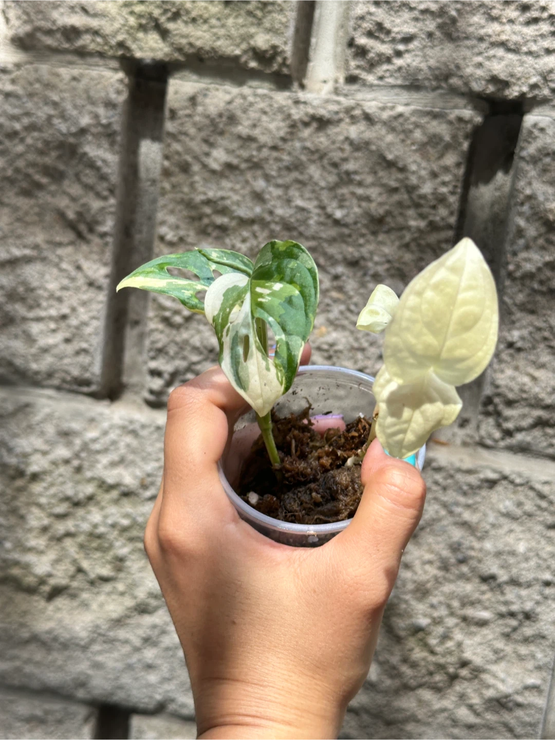 Monstera Adansonii Albo / Japanese Tricolor Plant - photo 3