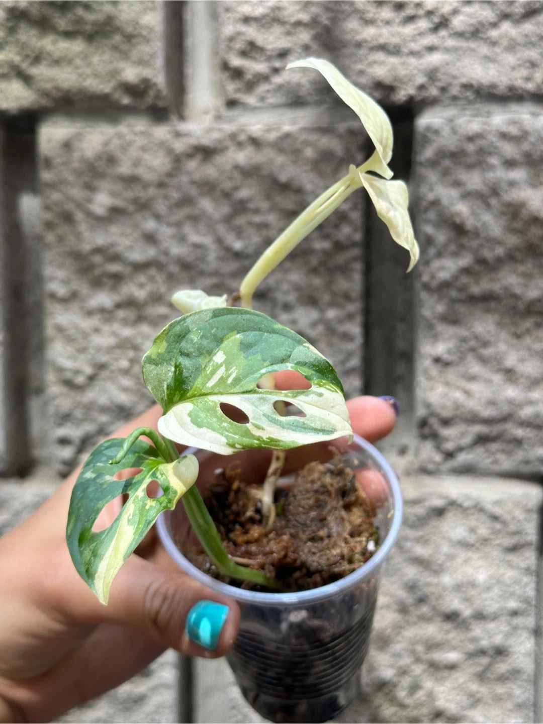 Monstera Adansonii Albo / Japanese Tricolor Plant - photo 4