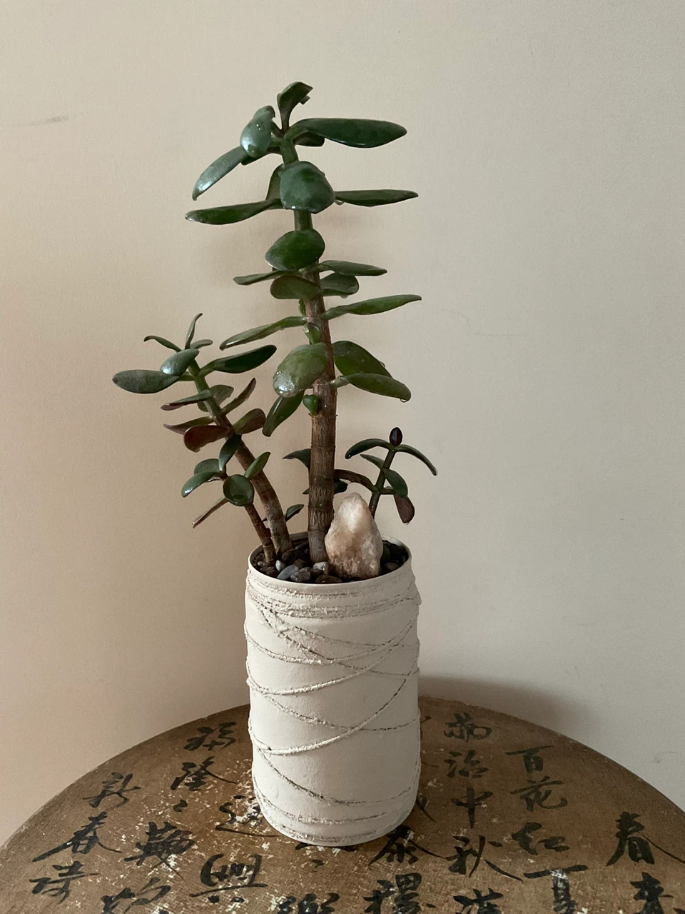 Potted Jade Plant
