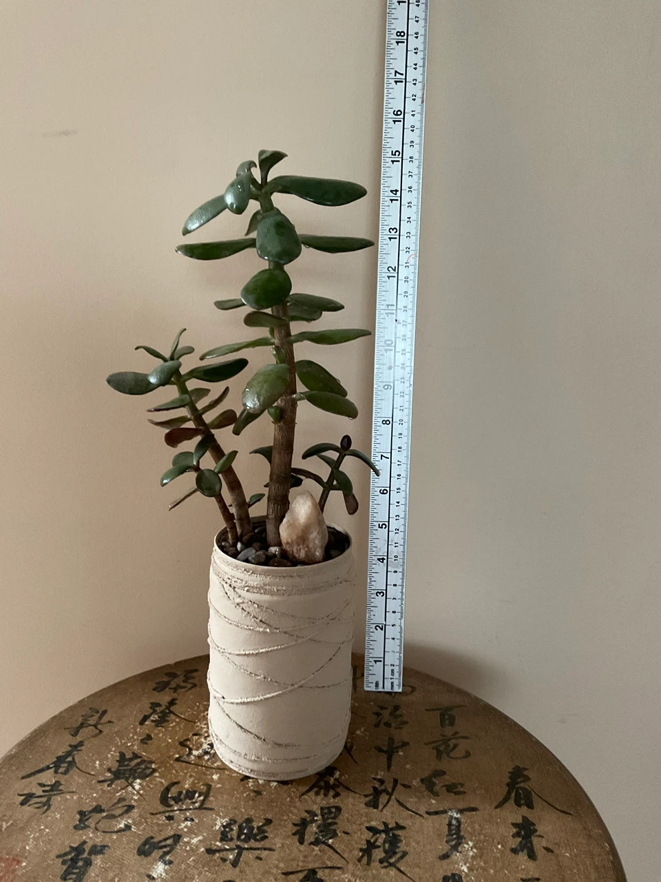 Potted Jade Plant - photo 2