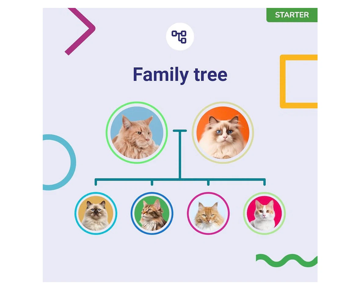 Koko Genetics DNA Test for Cats Starter Kit - photo 5